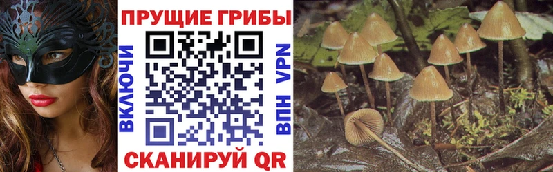 KRAKEN как войти  Тюмень  Галлюциногенные грибы Psilocybe 
